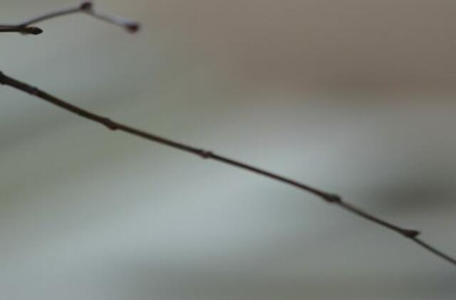 "Beržine koše" dukrai susidomėjo policija