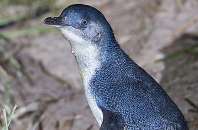 Dviem britams, kurie būdami neblaivūs Australijoje pagrobė pingviną, skirtos piniginės baudos