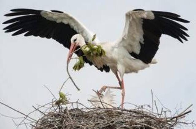 Gandrams įdomios ne tik varlės