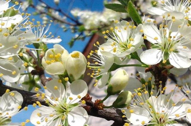 Gegužės 4-oji: vardadieniai, dangaus kūnai, istorija