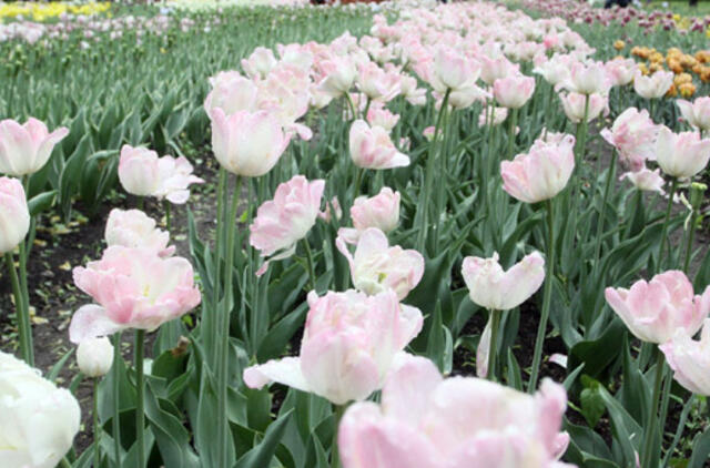 Į šalį atkeliauja šiltesni, bet ne per karšti orai