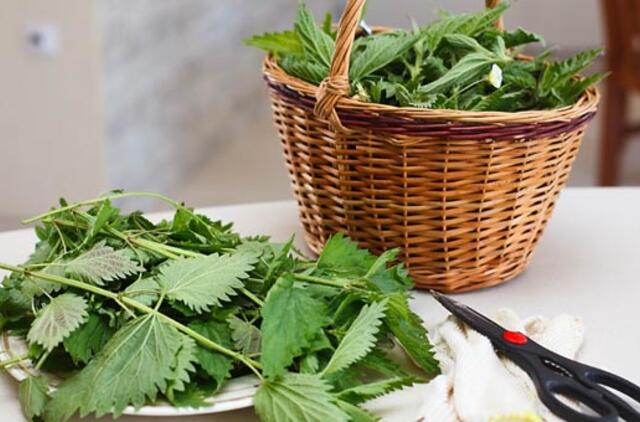 Kuo naudingos dilgėlės?