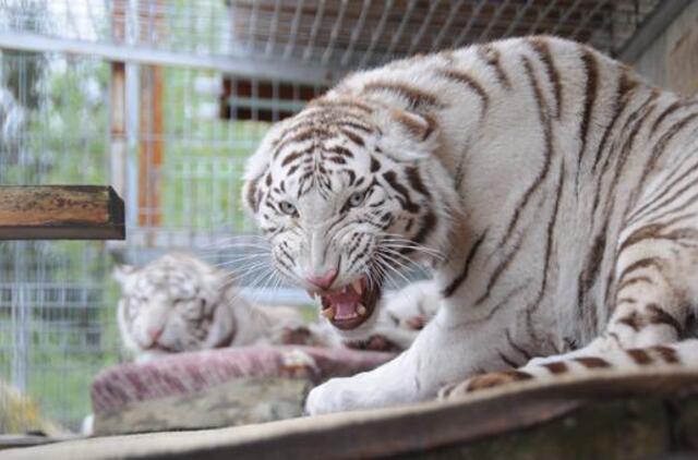 Minizoo naujokai šiepia iltis