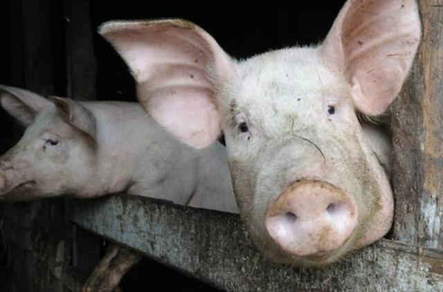 Nubausta netinkamai kiaulių gaišenas tvarkiusi ferma