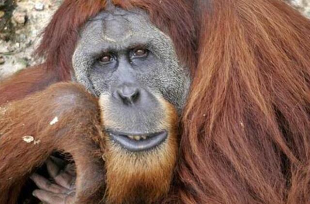 Sumatros orangutanai vilkina lytinę brandą