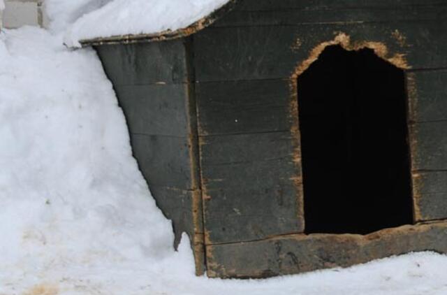 Šuniui įkandusi amerikietė stos prieš teismą dėl gyvūnų kankinimo