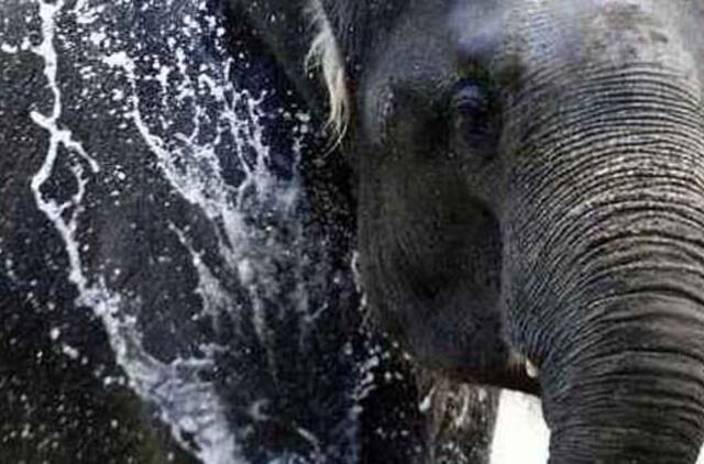 Vašingtono zoologijos sode dramblė lankytojus žavi savo talentu muzikai