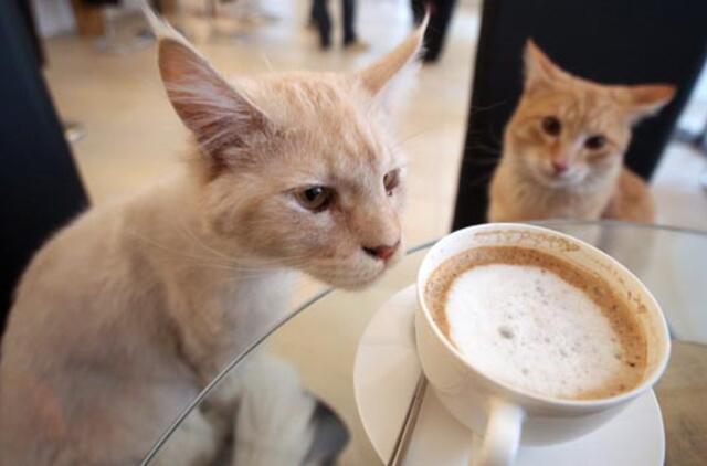 Vienos kavinėje šeimininkauja katės
