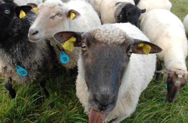 Žiniasklaida: dėl rekordinio nedarbo jauni italai renkasi piemens profesiją