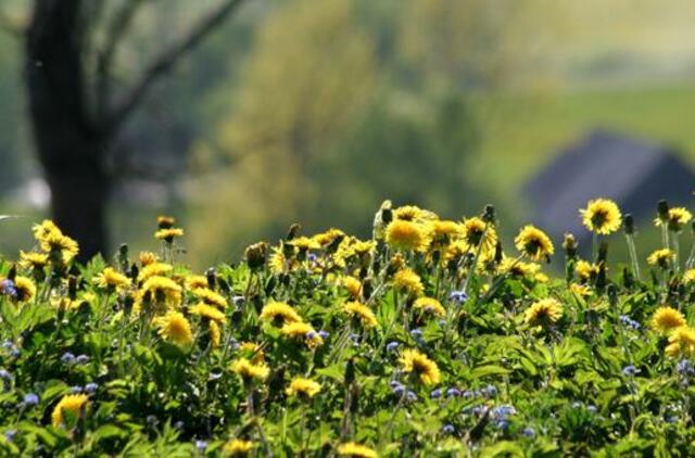 Birželio 20-oji: vardadieniai, dangaus kūnai, istorija