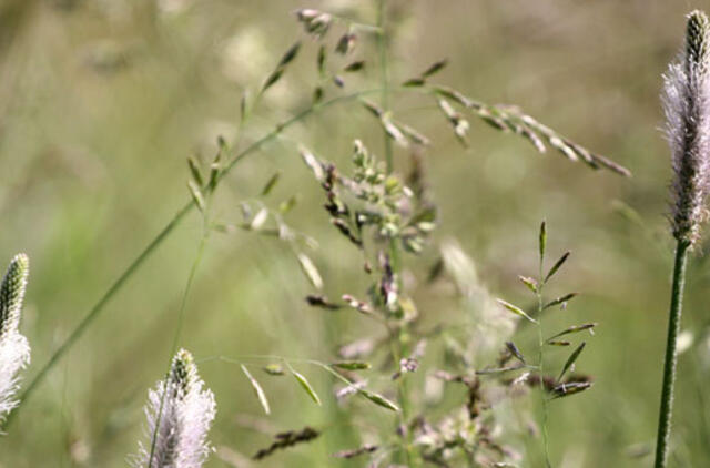 Birželio 25-oji: vardadieniai, dangaus kūnai, istorija