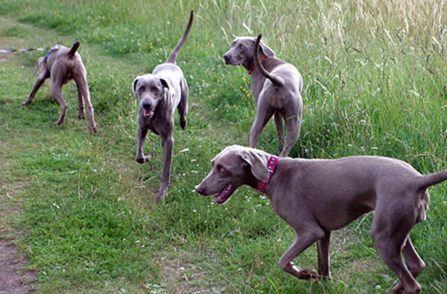 Birželio 28-oji: vardadieniai, dangaus kūnai, istorija