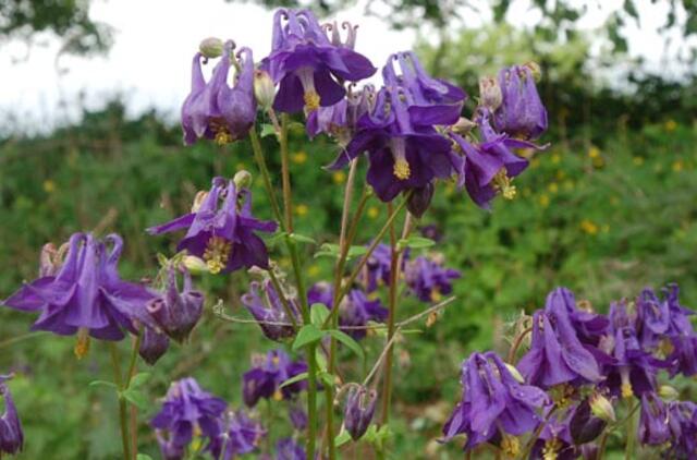 Birželio 7-oji: vardadieniai, dangaus kūnai, istorija