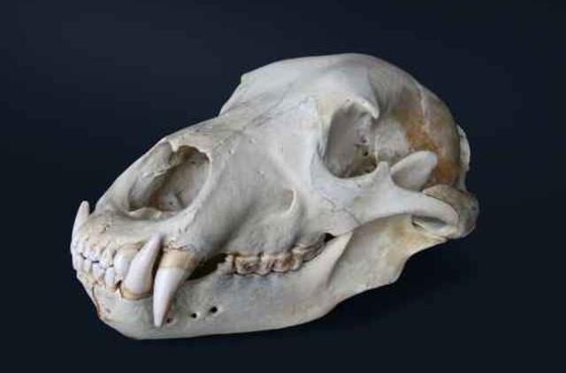 Bulgarijoje rasti žmonių, galėjusių tapti vampyrais, skeletai