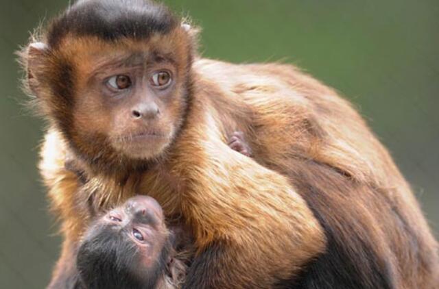 Iš Lenkijos zoologijos sodo pavogtos septynios nykstančios rūšies beždžionės