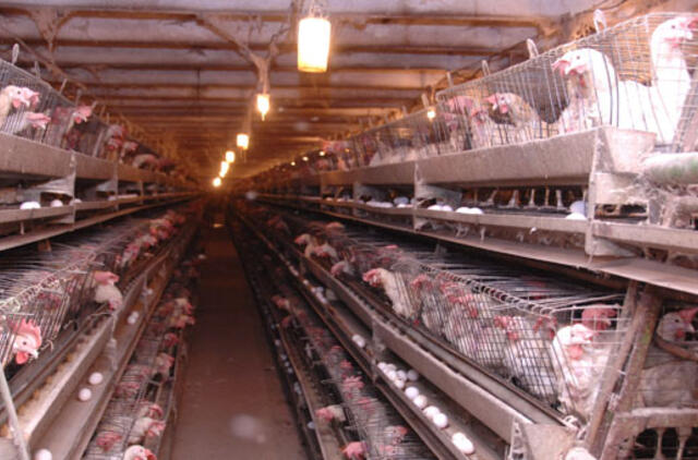 „Kauno grūdai": administratoriaus veiksmai pasmerkė Vievio paukštyną žlugimui