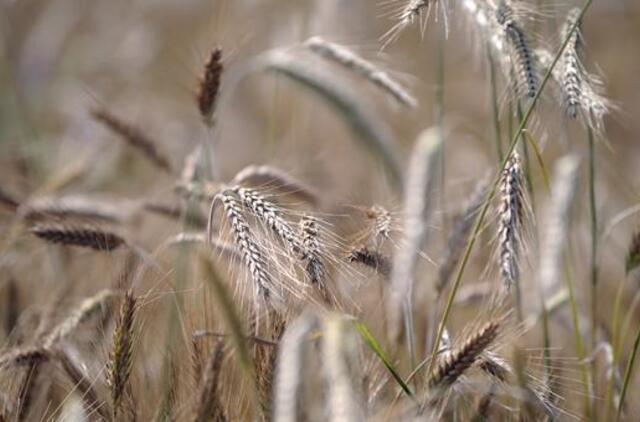 Laukiamas rekordinis grūdų derlius eksportuotojams - ne tik džiaugsmas, bet ir rūpesčiai