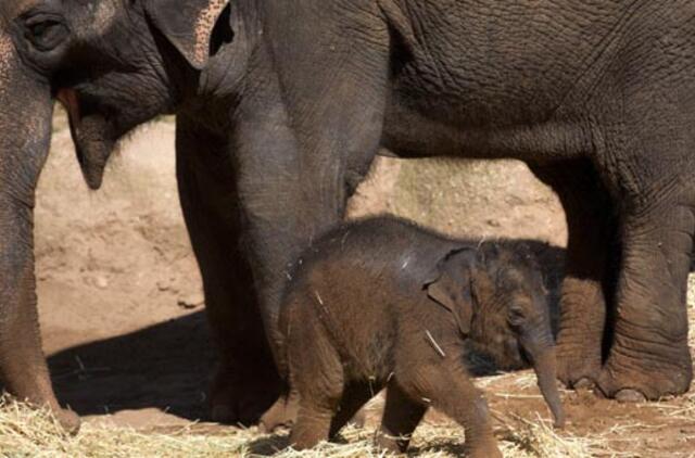 Mokslininkai įminė rekordiškai ilgai trunkančio dramblių nėštumo paslaptį