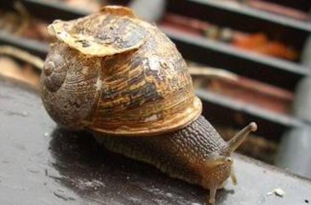 Nauji šnipai - vabalai ir sraigės