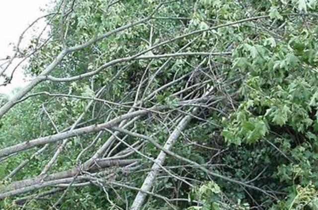 Šilutėje užfiksuotas vėjo greičio rekordas