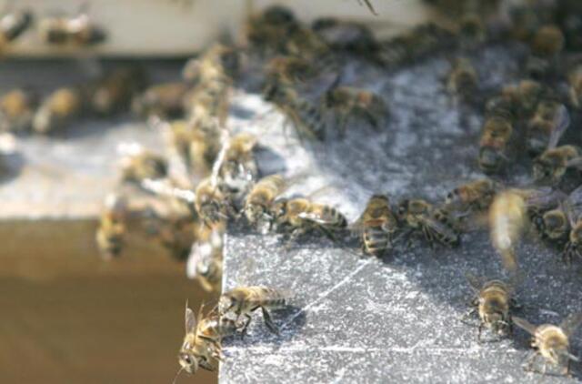 Tailande bitės užpuolė budistų vienuolius, daug nukentėjusiųjų