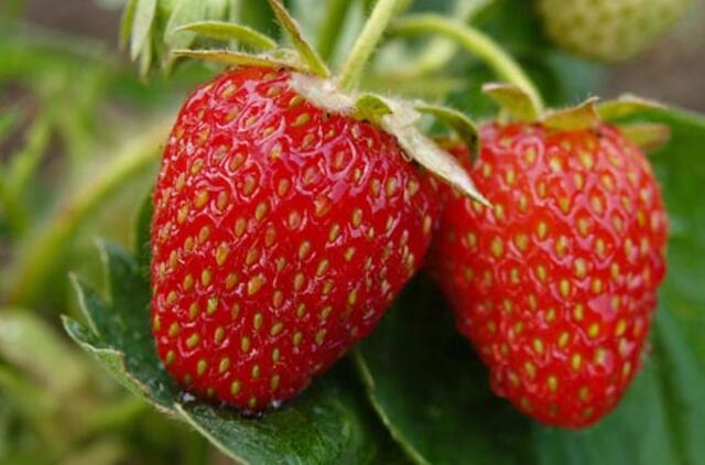 Ar reikia nupjauti braškių lapus?