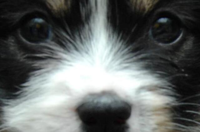 Girtas vyriškis sumušė žmoną ir pakorė šuniuką