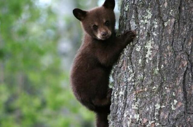 JAV prekybos centre netikėtai apsilankė meškutė