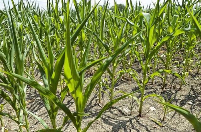 Klaipėda: VE.lt pristato liepos 20-osios renginius