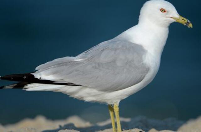 Liepos 16-oji: vardadieniai, dangaus kūnai, istorija