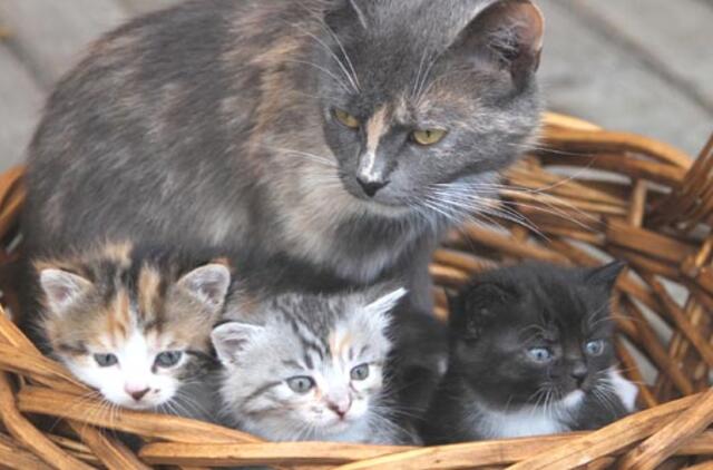 Liepos 19-oji: vardadieniai, dangaus kūnai, istorija