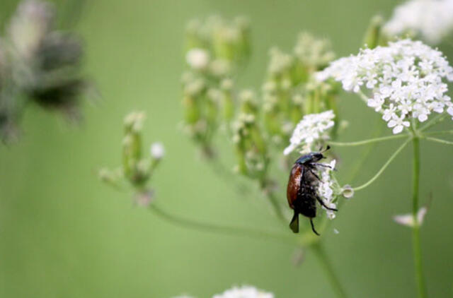 Liepos 2-oji: vardadieniai, dangaus kūnai, istorija
