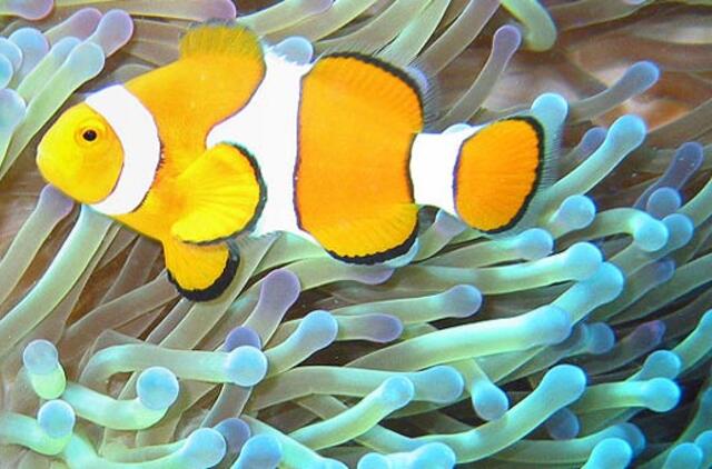 Olimpiadininkas: svarbiausia neišsigąsti, kai norisi bijoti