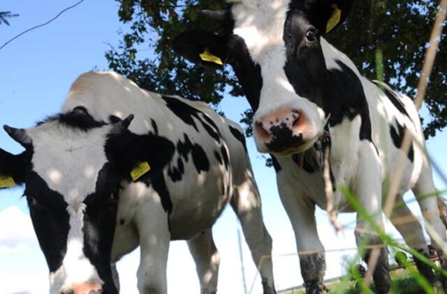 Snukio ir nagų ligos situacija Turkijoje negerėja