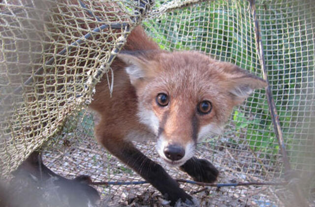 Ventės rago ornitologai: tikimės ir žalčių, ir lapių