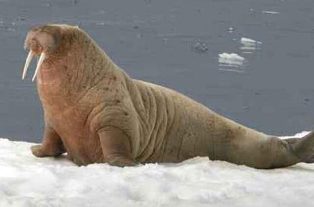 Arkties ledynai pasieks rekordinį žemiausią lygį