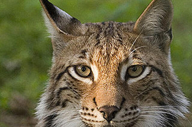 Lietuvos zoologijos sodas pasipildė lūšiukais ir paršiukais