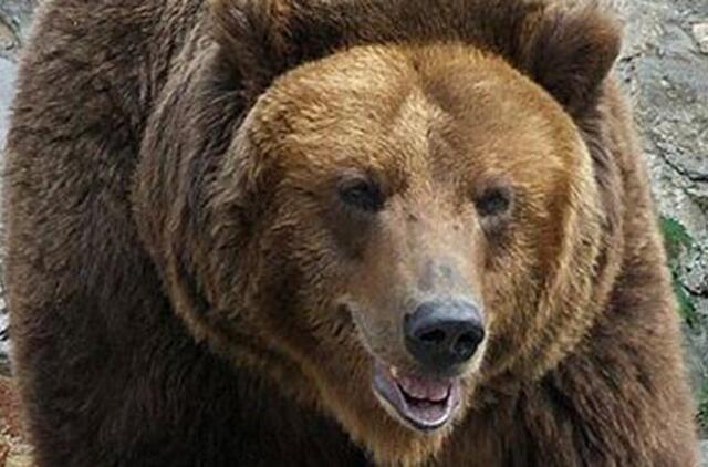 Norvegijoje lokiai įsilaužė į trobelę ir išlakė 100 skardinių alaus