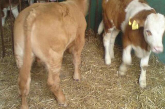 Trys "elektriniai" piemenys pagrobė 1 veršelį