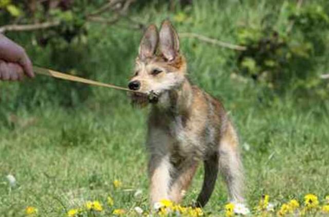 Keturkojis turistas arba kaip keliauti saugiai su gyvūnu