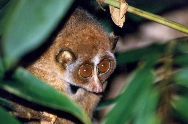 Kontrabandininkai lieknuosius lorius gabeno trumpikėse