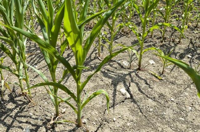 Rekordinė sausra ir toliau savo gniaužtuose laiko didelę dalį JAV