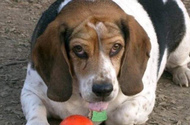 Skalikui suėdus 300 dolerių, kupiūras teko rinkti iš gabalėlių