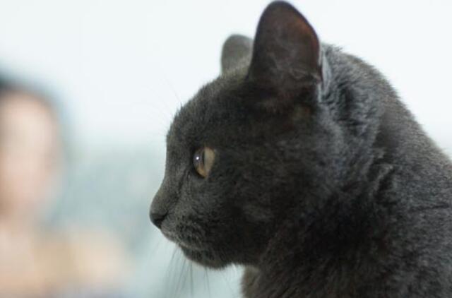 Už šunų ir kačių laikymą kol kas mokėti nereikės