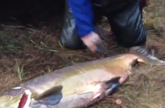 Žvejys pagavo rekordinio dydžio lašišą (video)