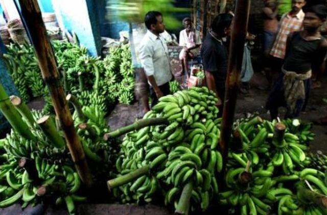 Ateityje bulves pakeis bananai?