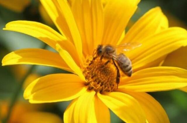 Dėl pesticidų kyla grėsmė bičių populiacijai