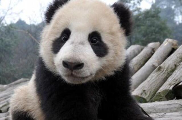 Draustinio darbuotojai persirenginėja pandomis, kad atpratintų jas nuo žmonių