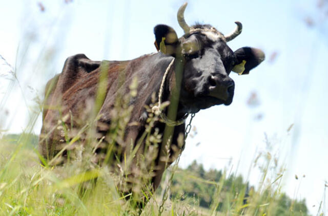 Iš valymo įrenginių traukė karvę ir arklį