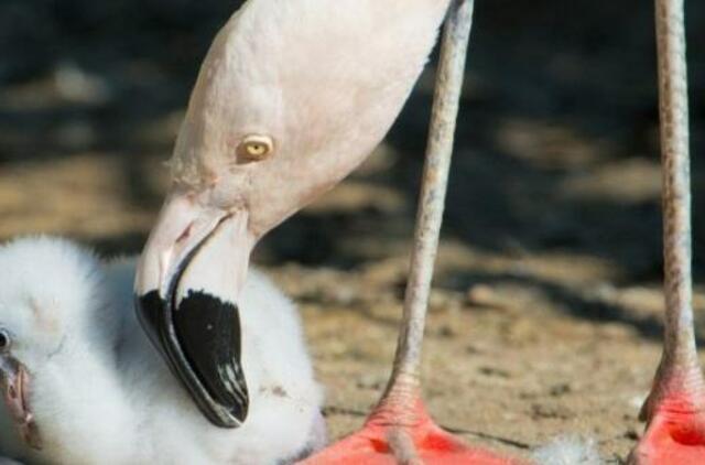 Japonija: ieškoma iš zoologijos sodo pasprukusio flamingo